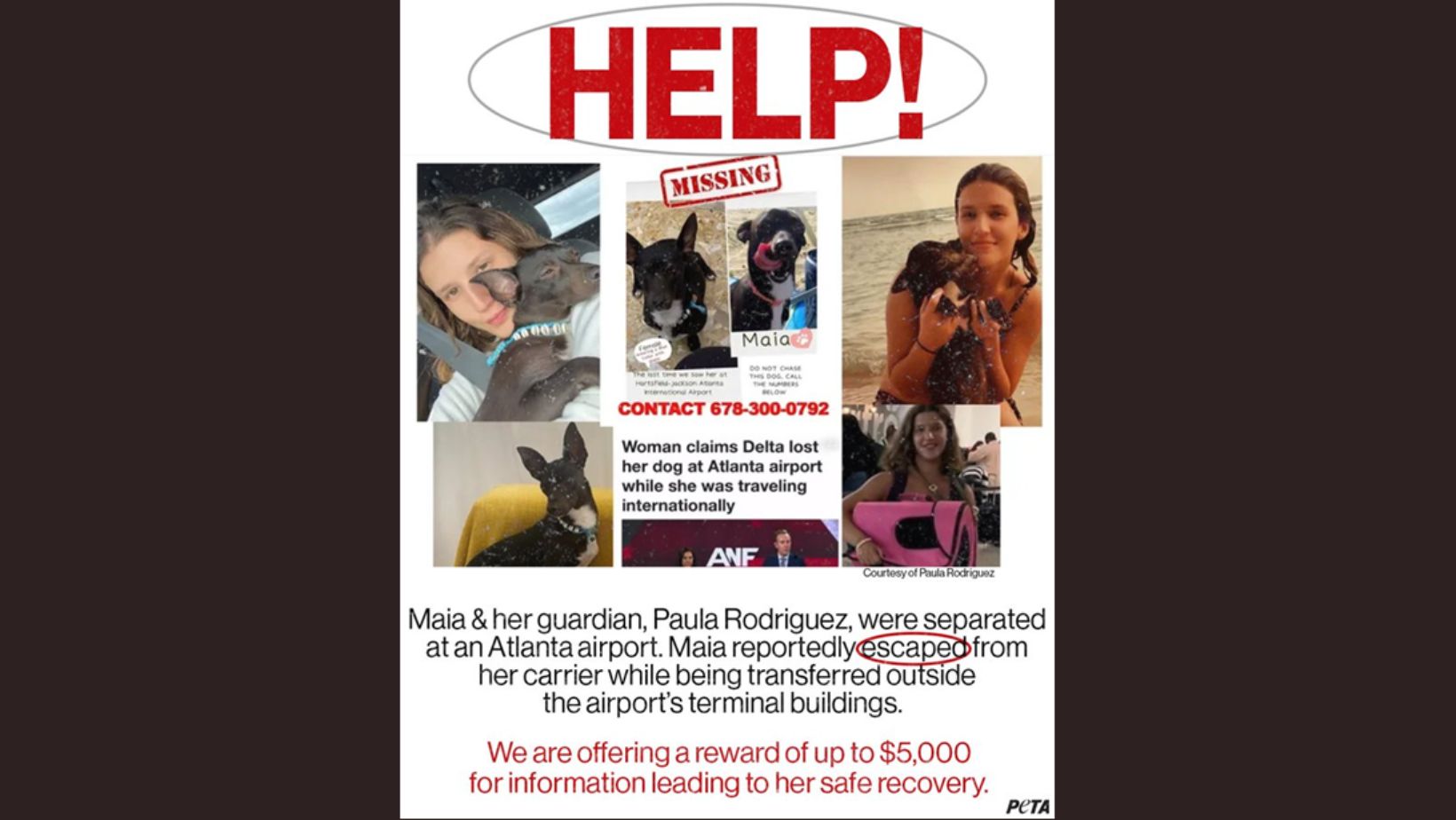 Delta Airlines looking for dog lost at Atlanta airport in August, PETA  offering $5,000 reward