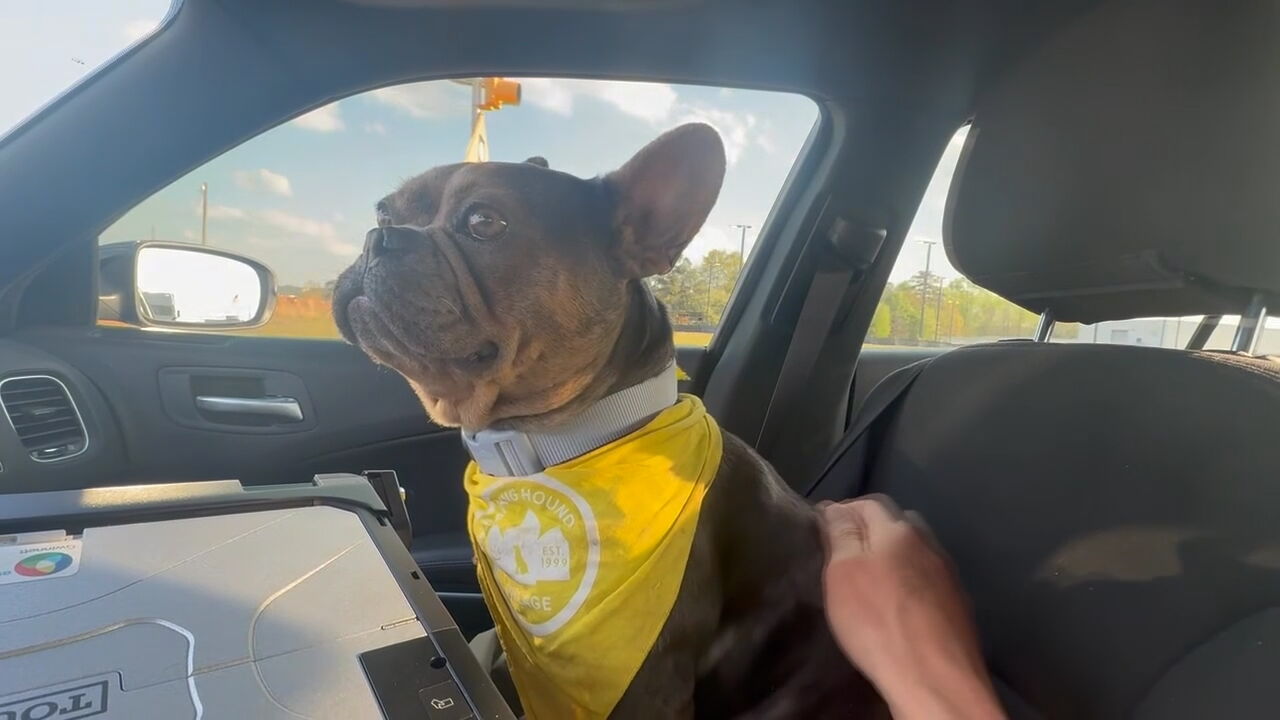 Group steals dog from Georgia Kroger store - WSB-TV Channel 2