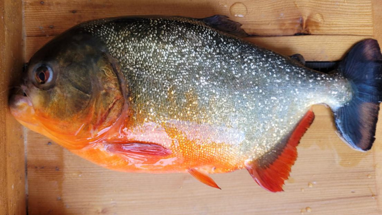 Illegal red piranha found in Louisiana lake B98.5 FM