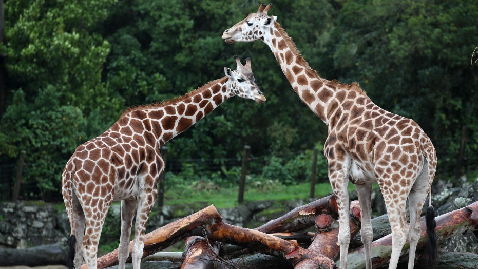 Giraffe calves join family at Disneys Animal Kingdom