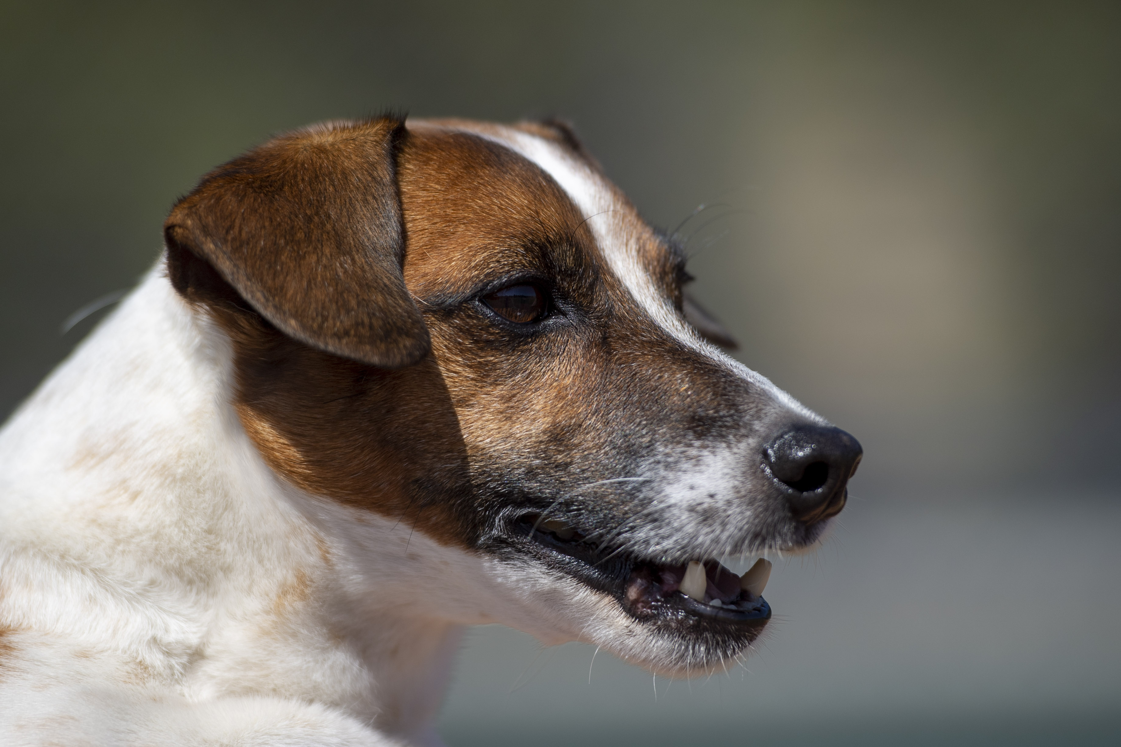 Fast little legs: Russell Terrier Macho declared fastest doggie