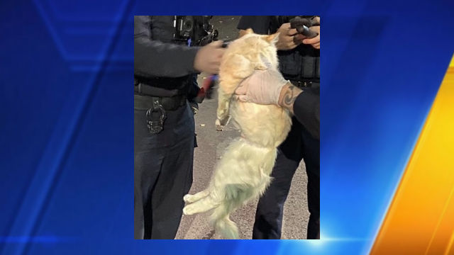 College Animals 4 Stream