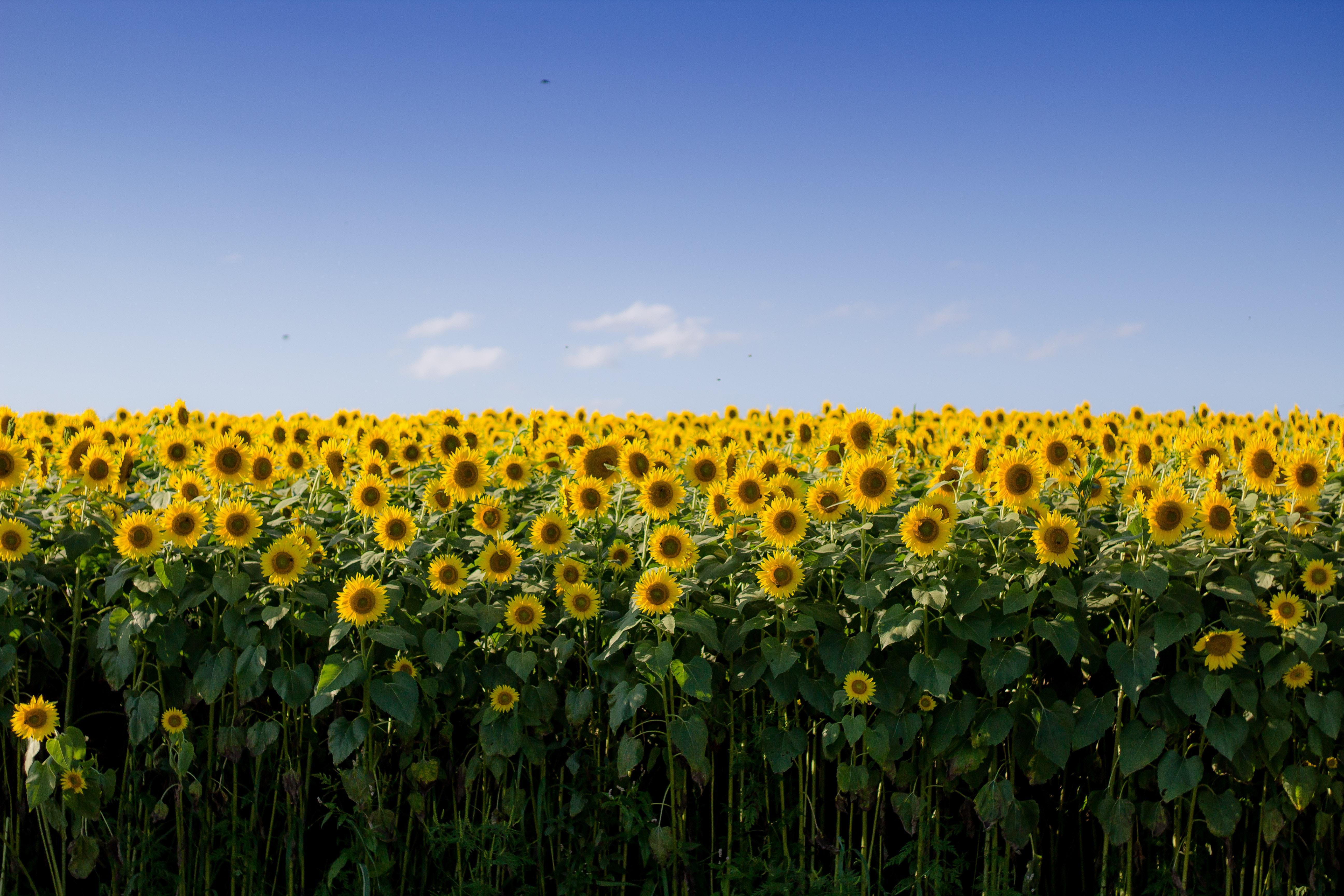 Polygon Under Accidental Attack From Swarm of Sunflower Farmers