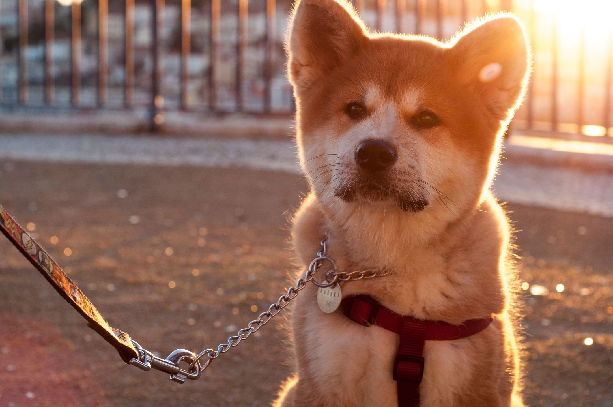Dogecoin, Shiba Inu Underperform Broader Crypto Market Despite Fundamental Growth