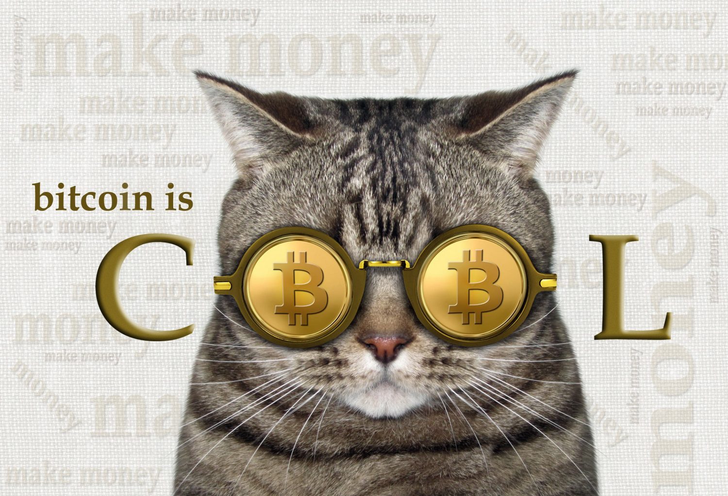 Cats bitcoin лов сундук
