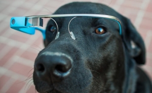 Google Glass dog