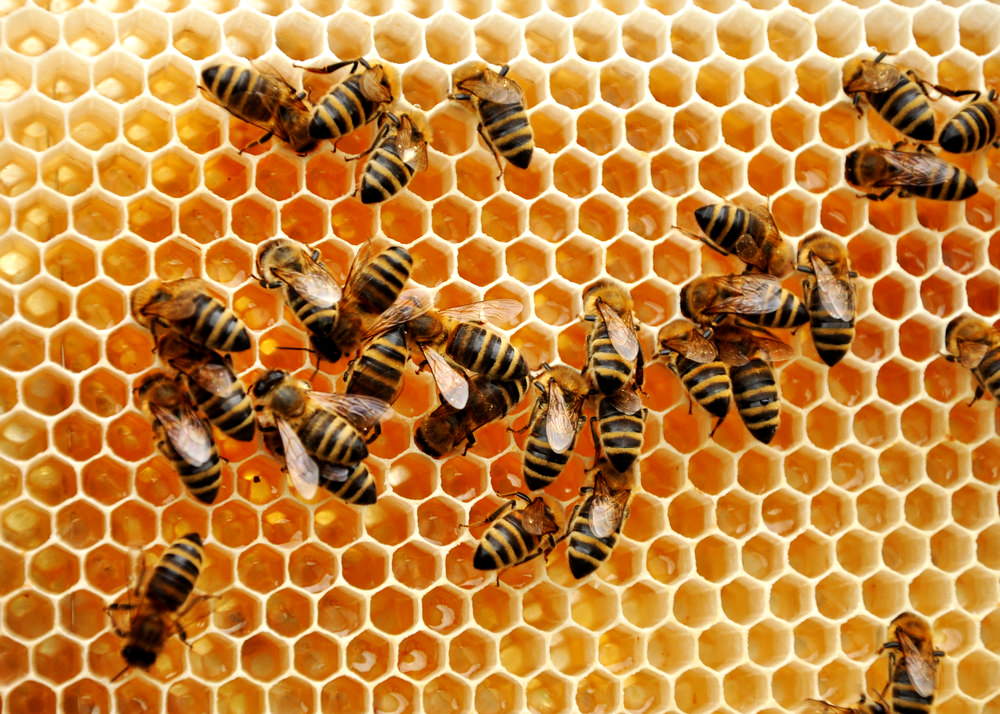 Is Honey Mining Legit
