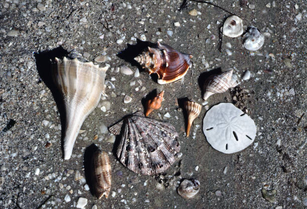 Seashell Emerges From Stealth Mode With ‘Inflation-Resistant’ High-Yield Savings Accounts