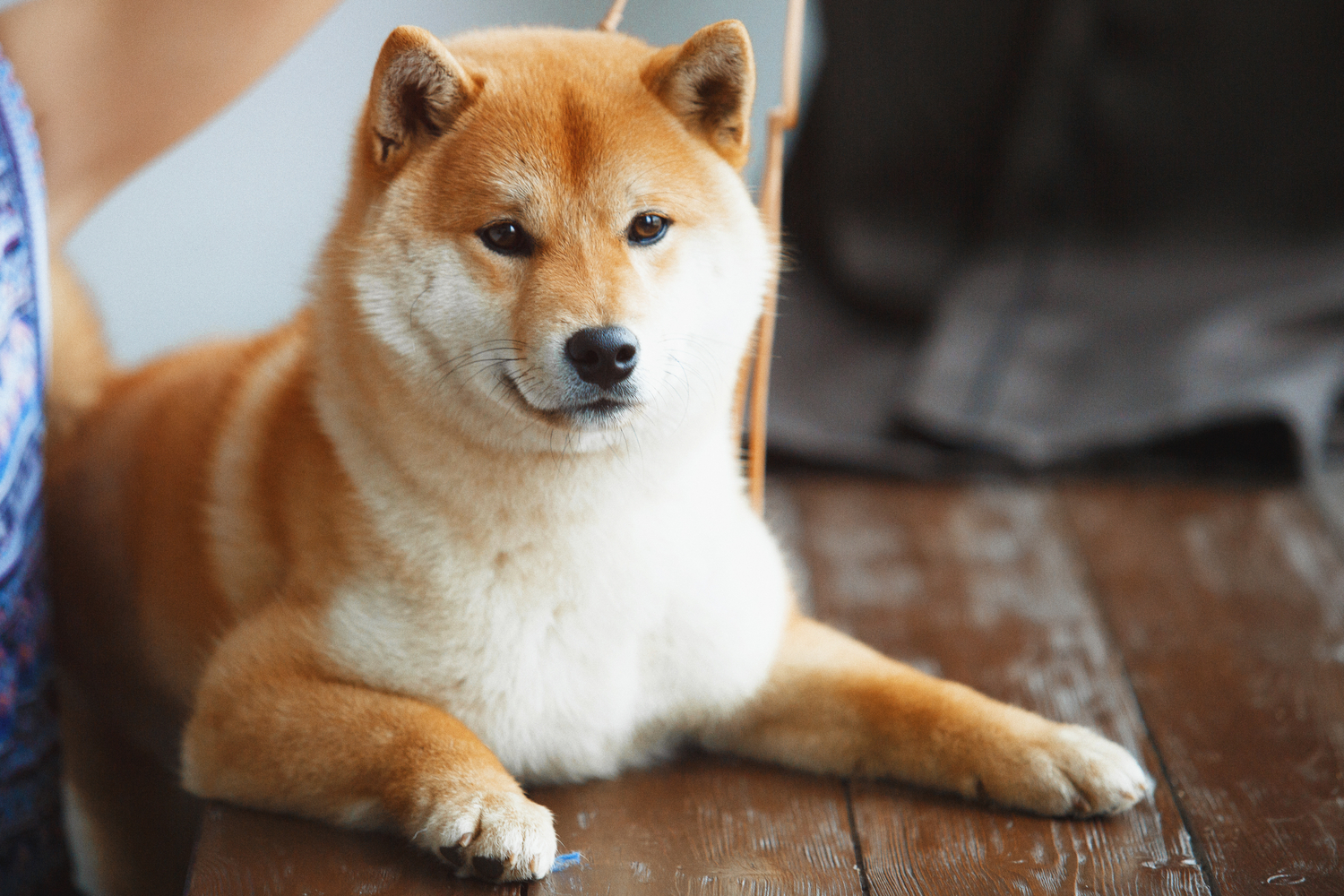 where to trade shiba inu , what can shiba inu coin be used for