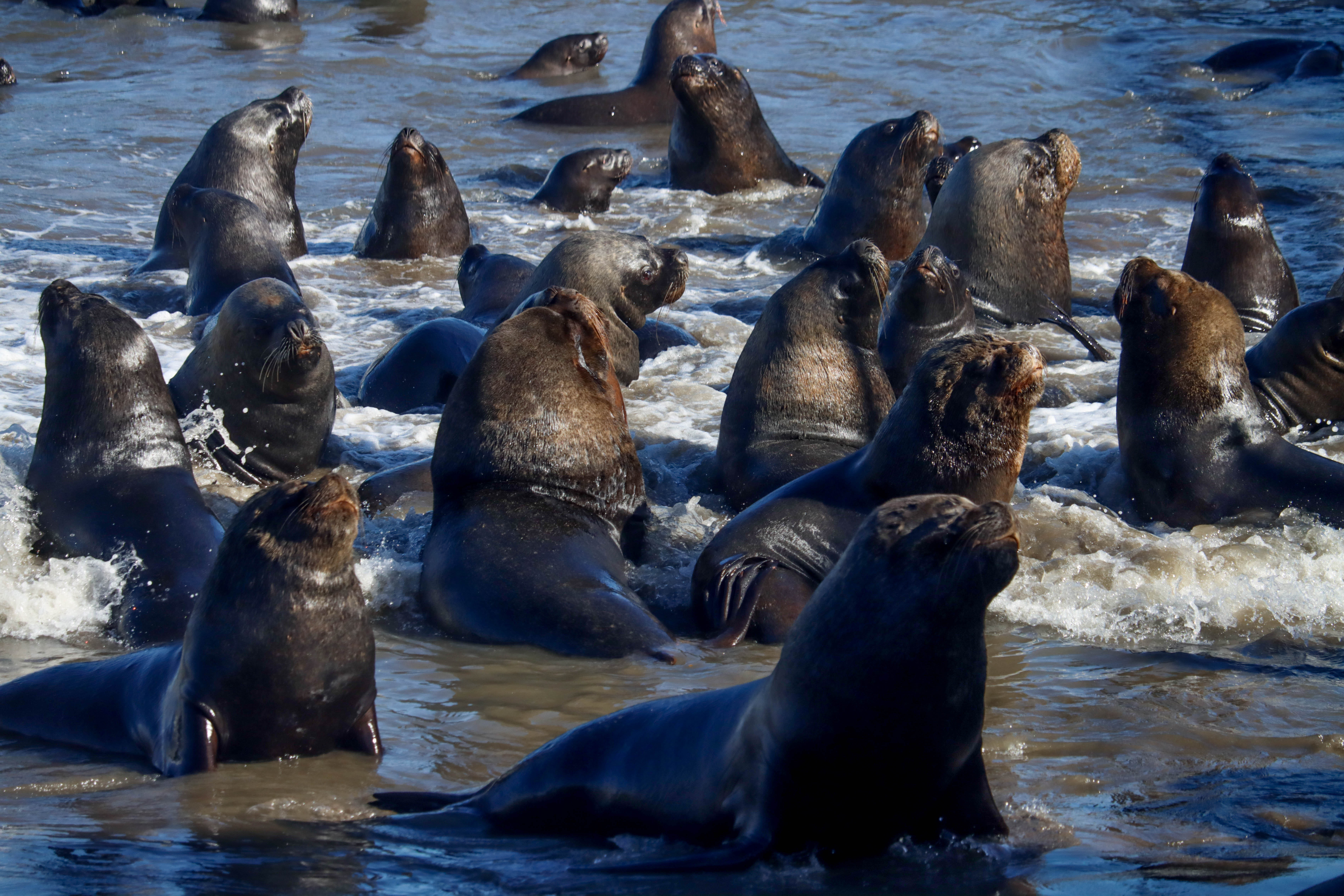 Sernapesca confirma primer caso de influenza aviar en un lobo marino en  Chile - La Tercera