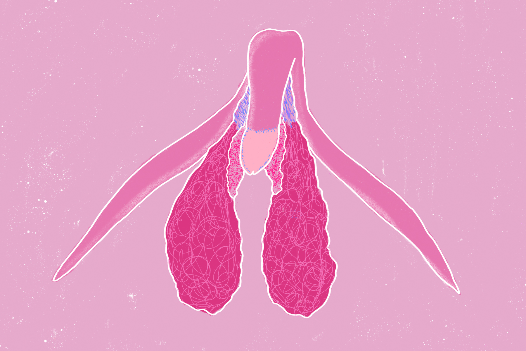 Conoces realmente las partes de la vulva? Clase de anatomía