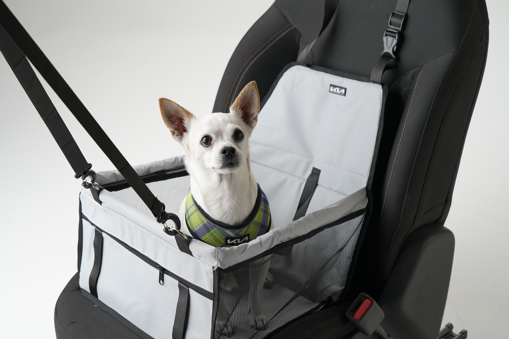 Accesorios de carro para llevar perros - Autofact