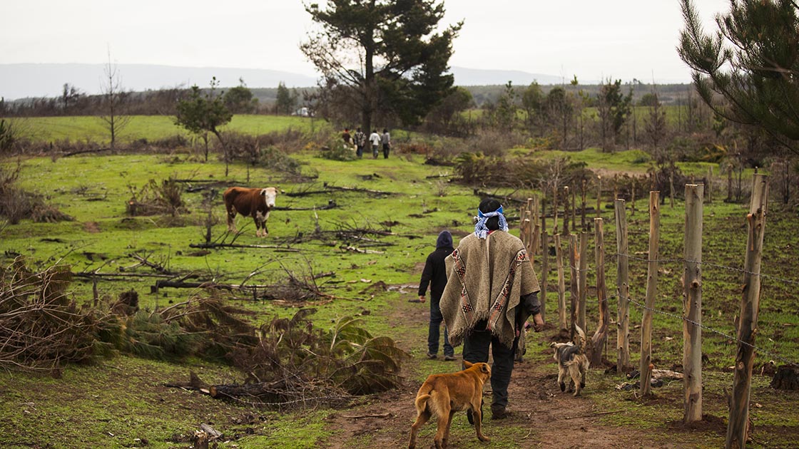 mapuches, araucanía