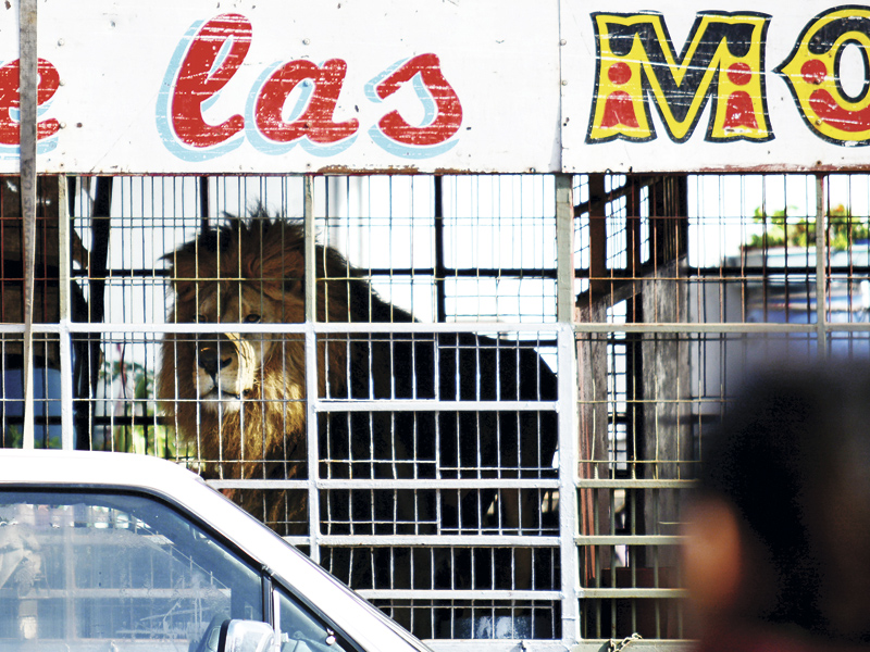 El viaje de Chítaro: El último León de circo - La Tercera