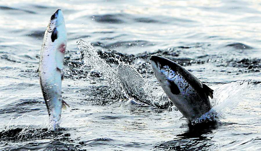 SALMON - SALMONES SALTANDO SOBRE EL AGUA - INDUSTRIA SALMONERA - PECES - PESCADOS - EFECTO FOTOGRAFICO - EFECTO VISUAL