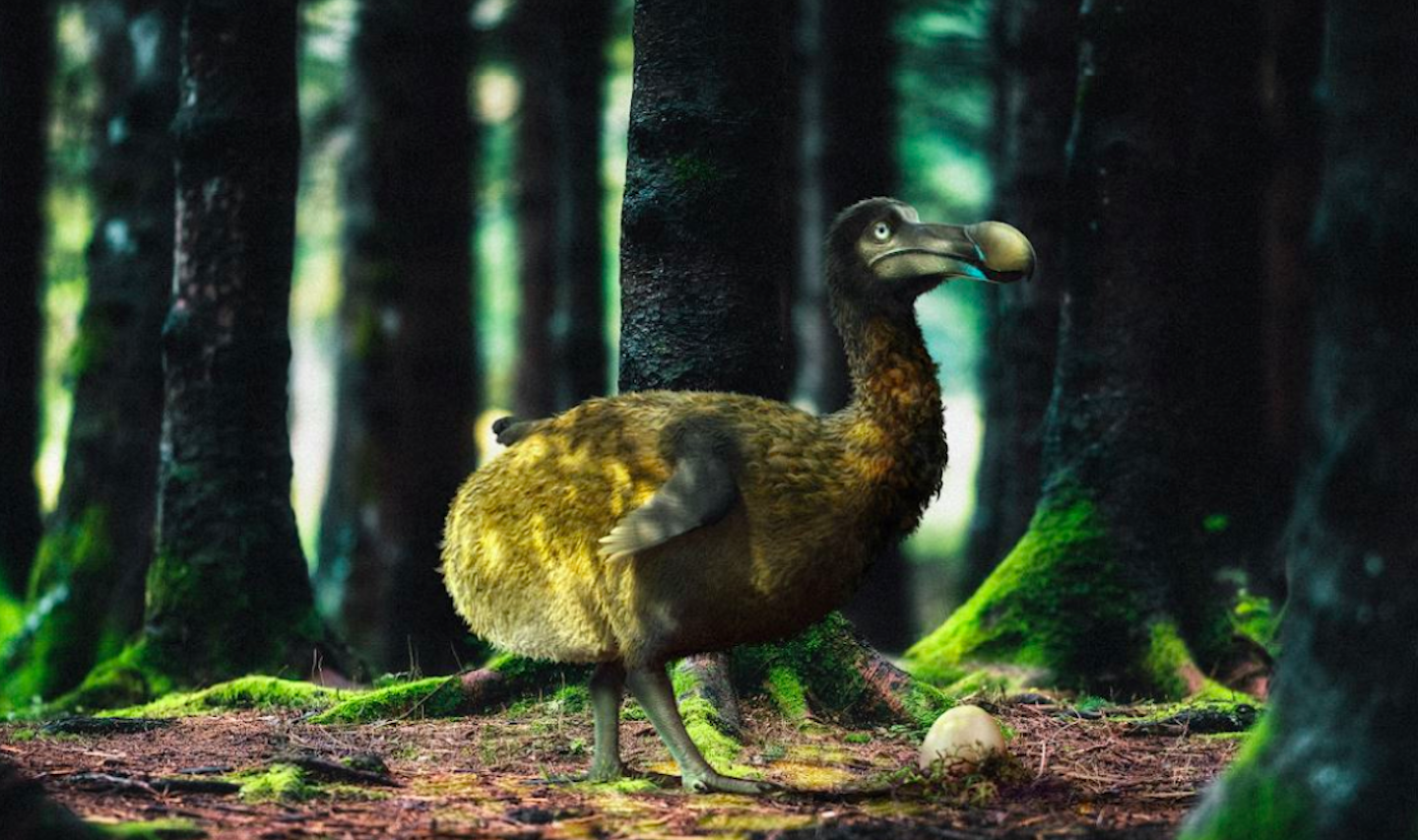 Proyecto busca revivir a animales extintos como el dodo - La Tercera