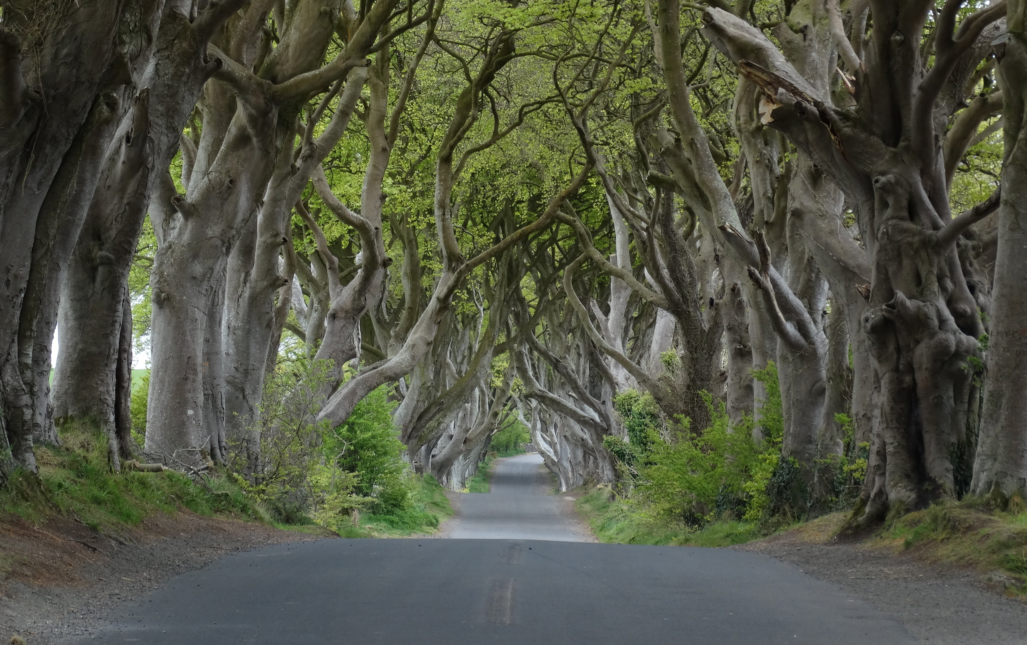 Dark_Hedges_near_Armoy,_Co_Antrim_(cropped)