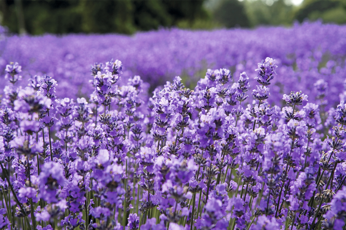 Jardin- Usos y propiedades de la lavanda 2