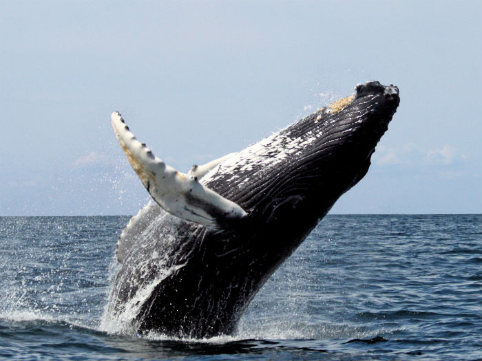 ballenas