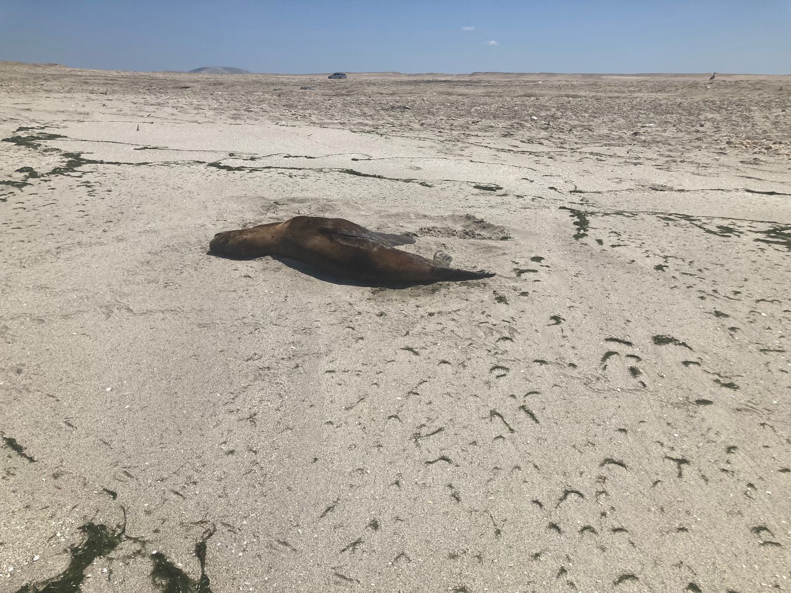 Segundo ejemplar de lobo marino que dio positivo a influenza aviar en Antofagasta.