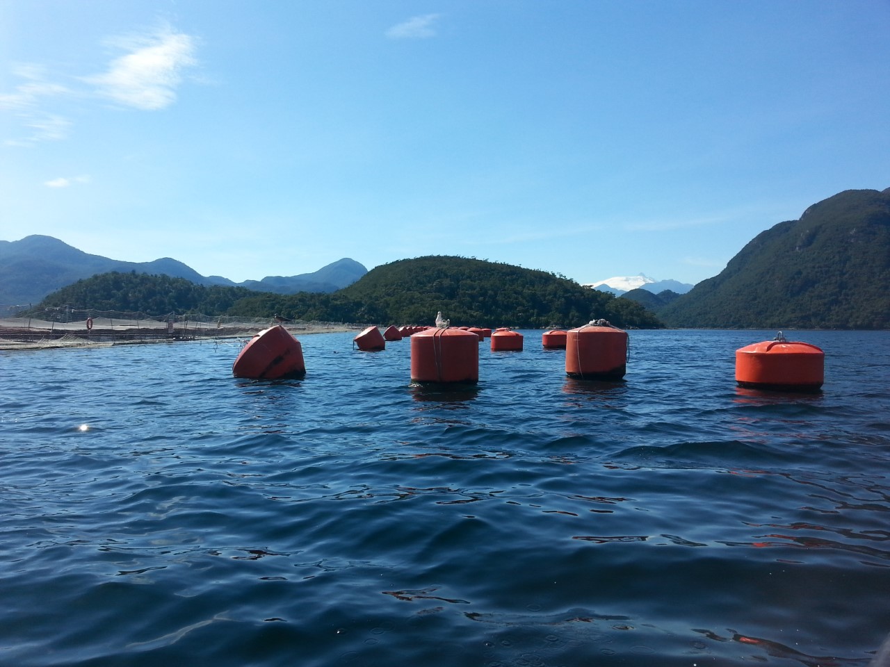 Mayor productora mundial de salmones arriesga revocación de permiso ambiental para centro de cultivo ubicado en Aysén