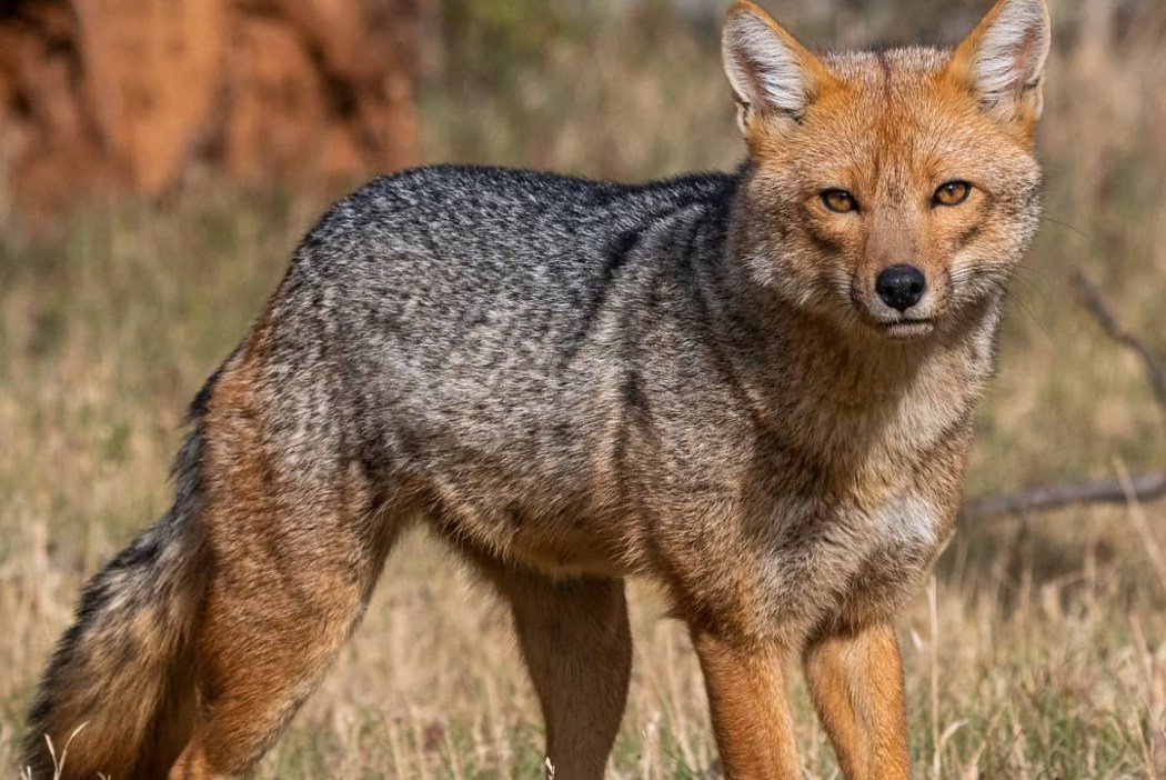 especie de zorro culpeo