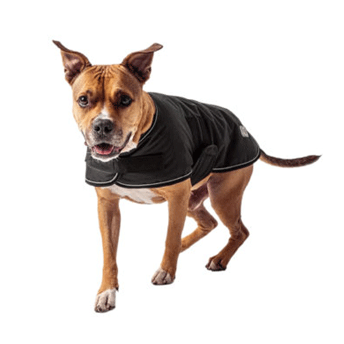 Es bueno ponerle ropa a los perros en invierno? Guía para entender cuándo y  cómo abrigar a tu mascota - La Tercera