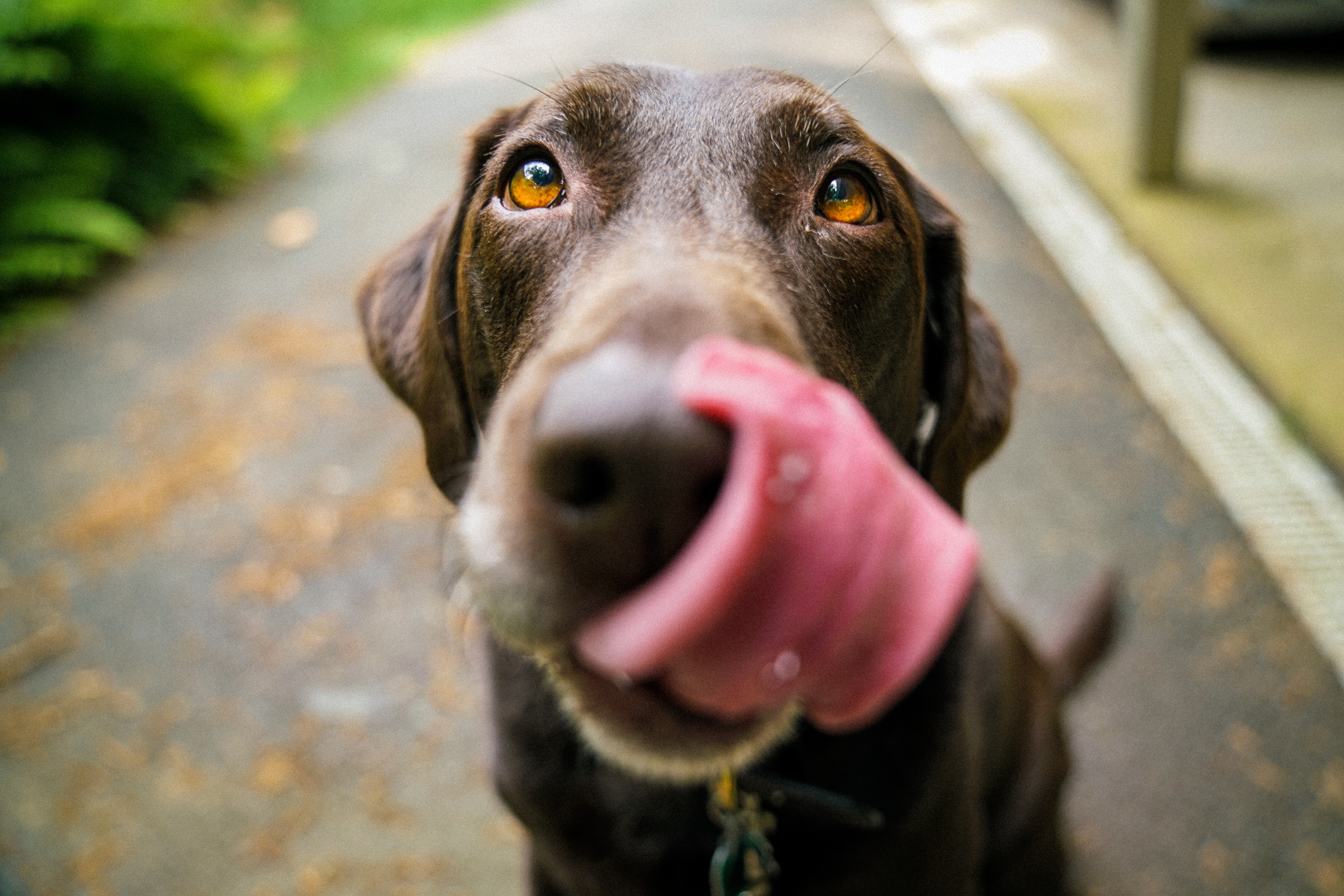 puedes contraer la rabia si un perro te lame la boca