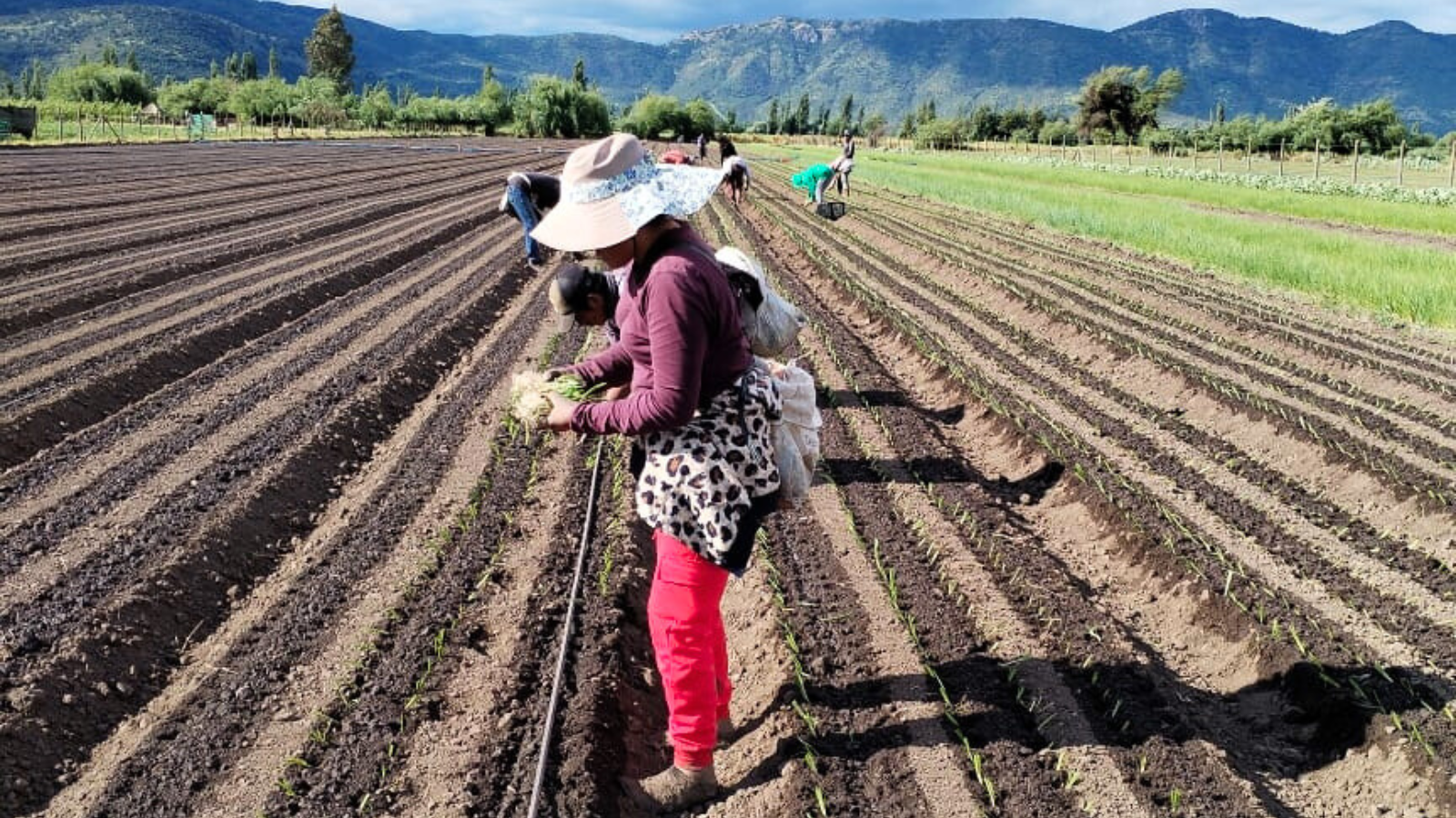 Migrantes y temporeras: las mujeres que sostienen la cosecha
