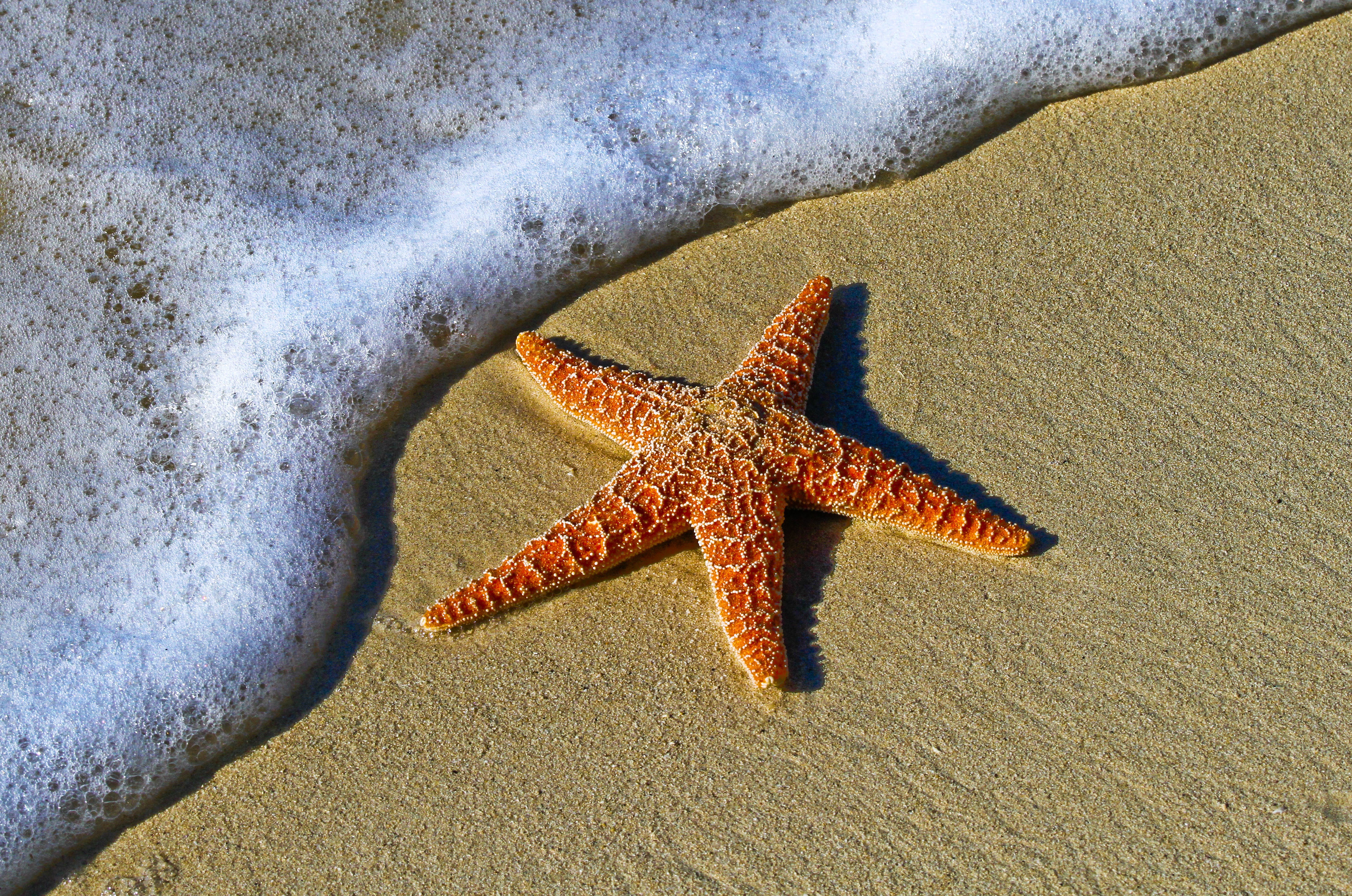 Las estrellas de mar son en realidad cabezas que se arrastran por el fondo  marino, revela estudio