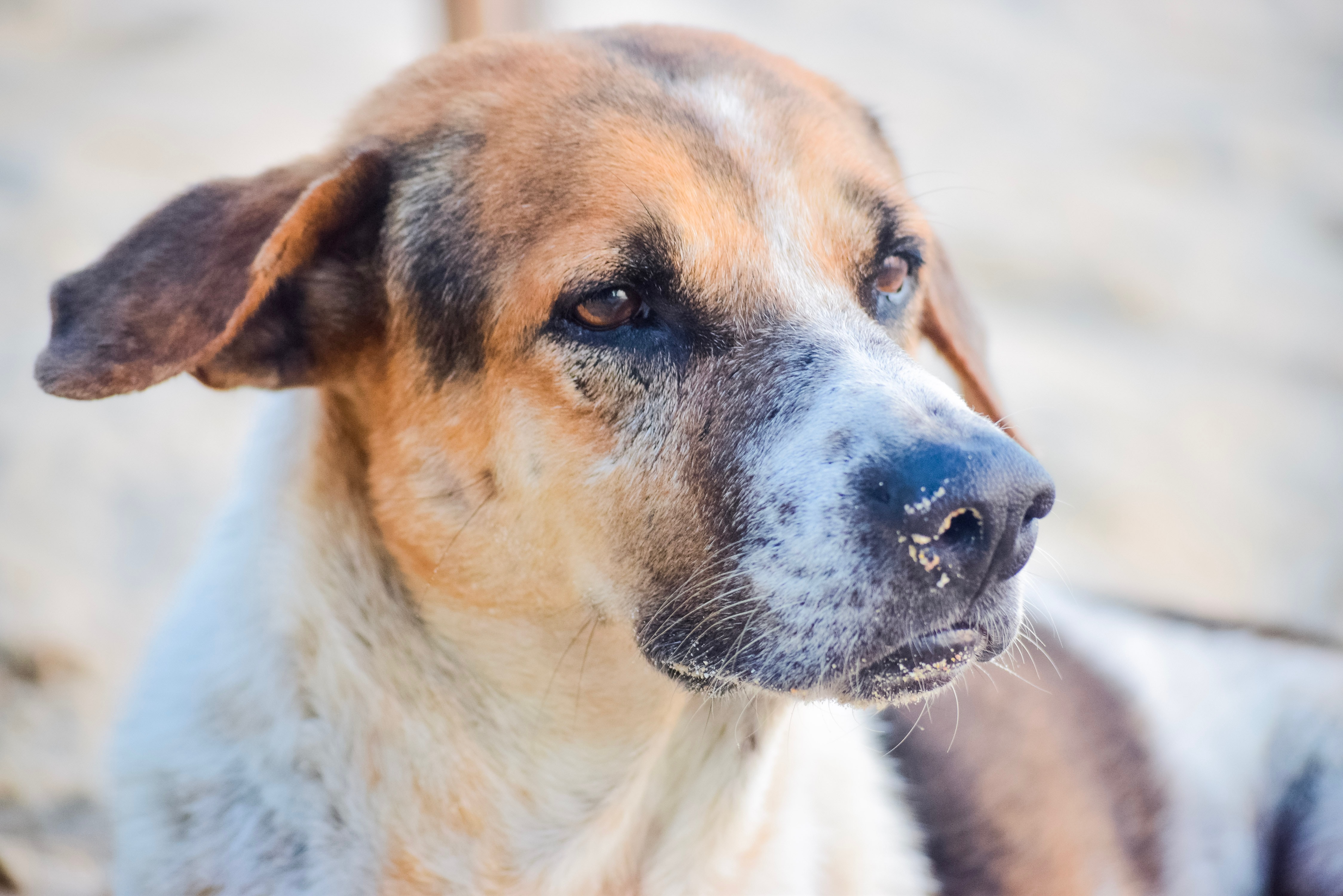 los mapaches pueden dar rabia a los perros