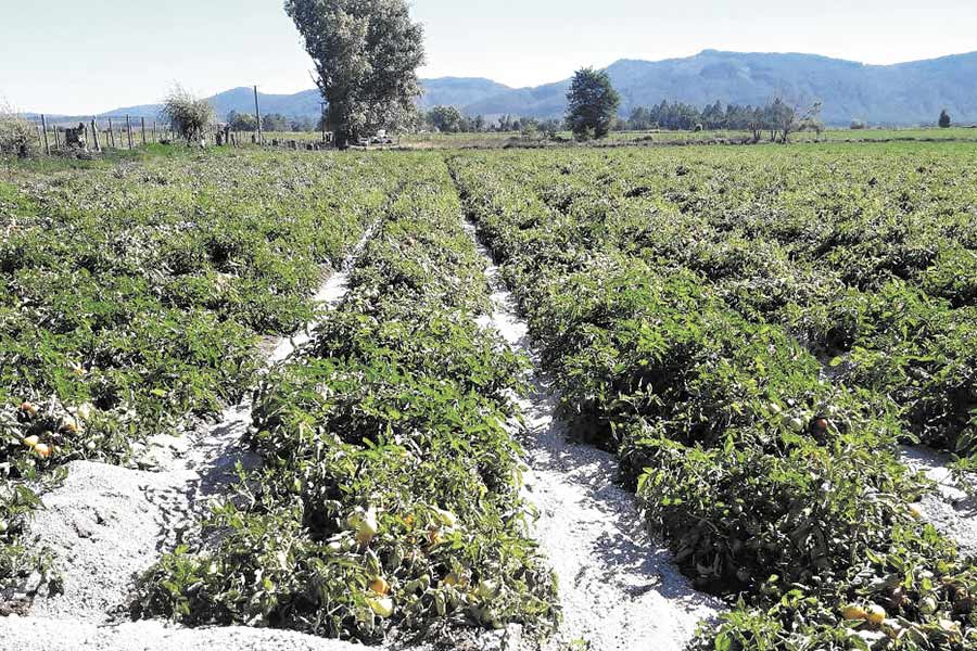 Piedras pómez en plantaciones de la precordillera del Maule.