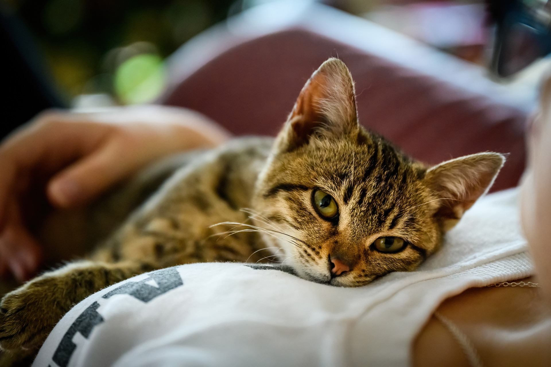 ¿Pueden las mascotas curar realmente el estrés y la soledad?