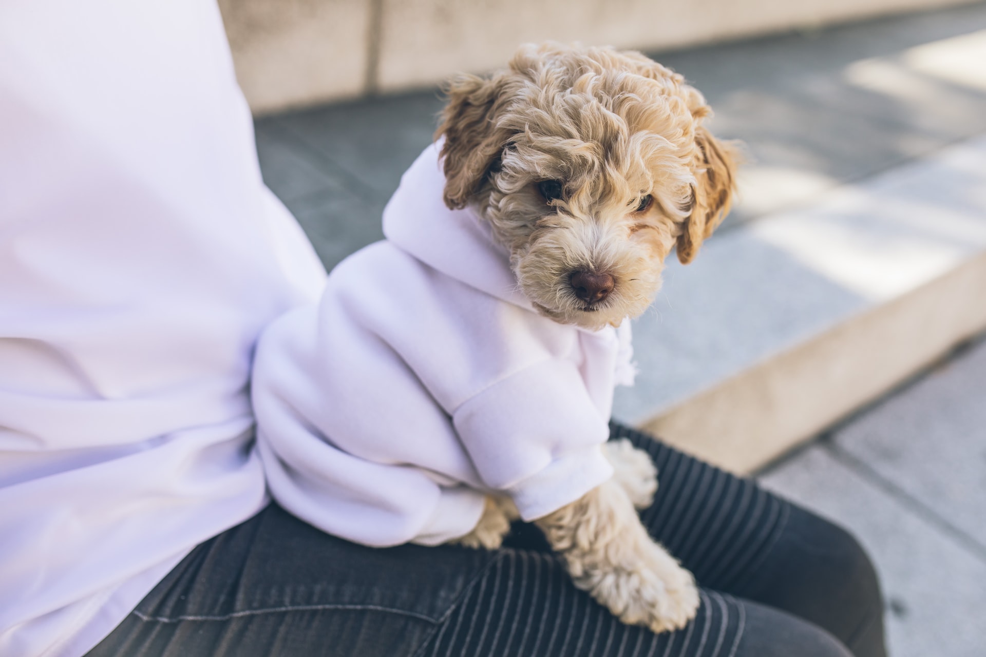 Es bueno ponerle ropa a los perros en invierno? Guía para entender cuándo y  cómo abrigar a tu mascota - La Tercera