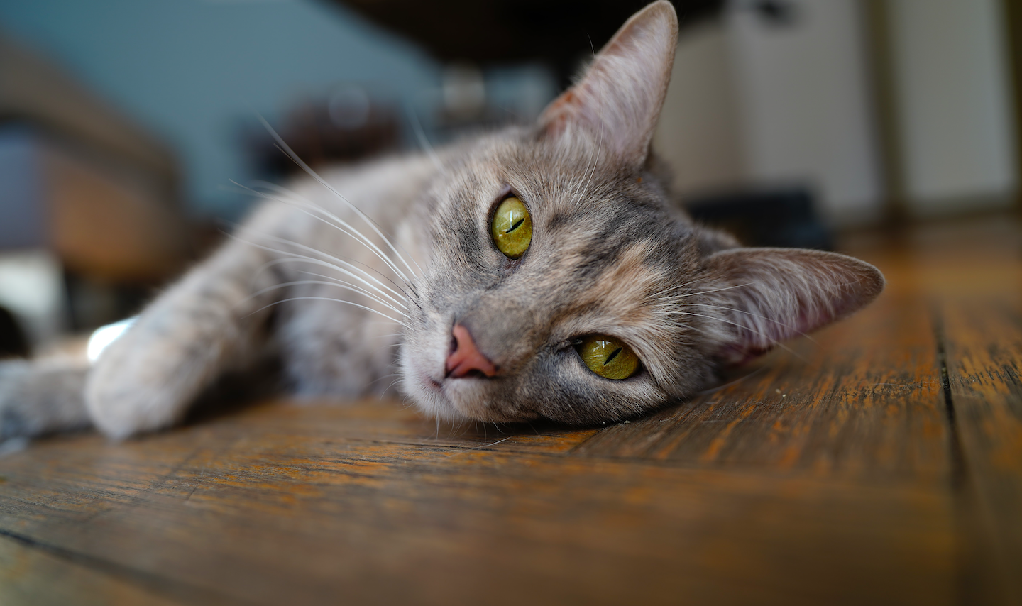 Cuáles son los peligros que hay en el hogar para los gatos - La Tercera