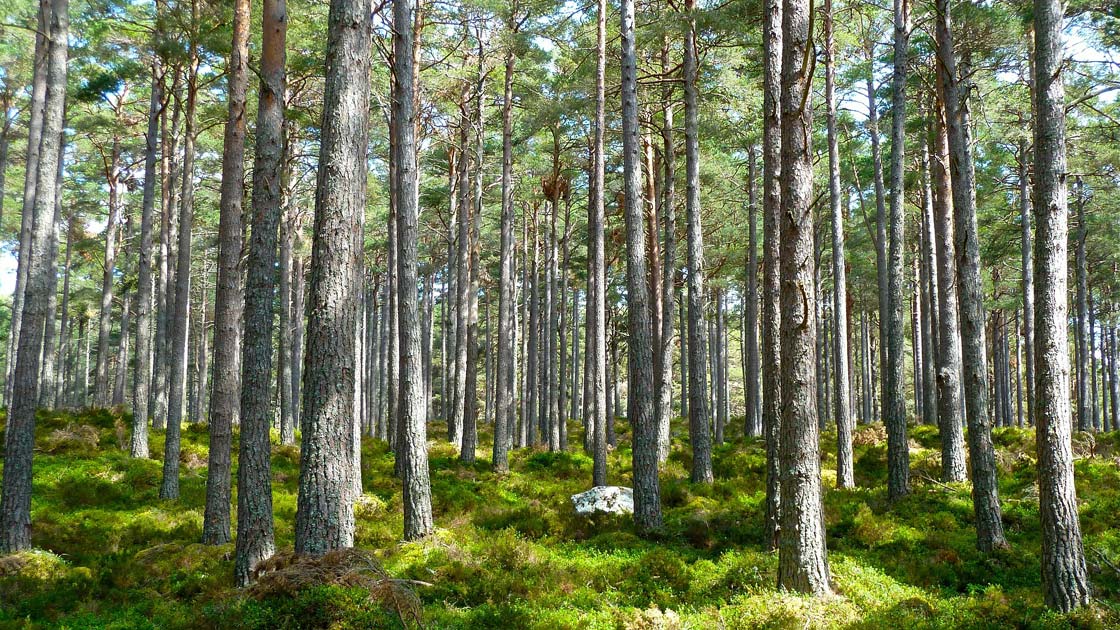 Bosque, árboles