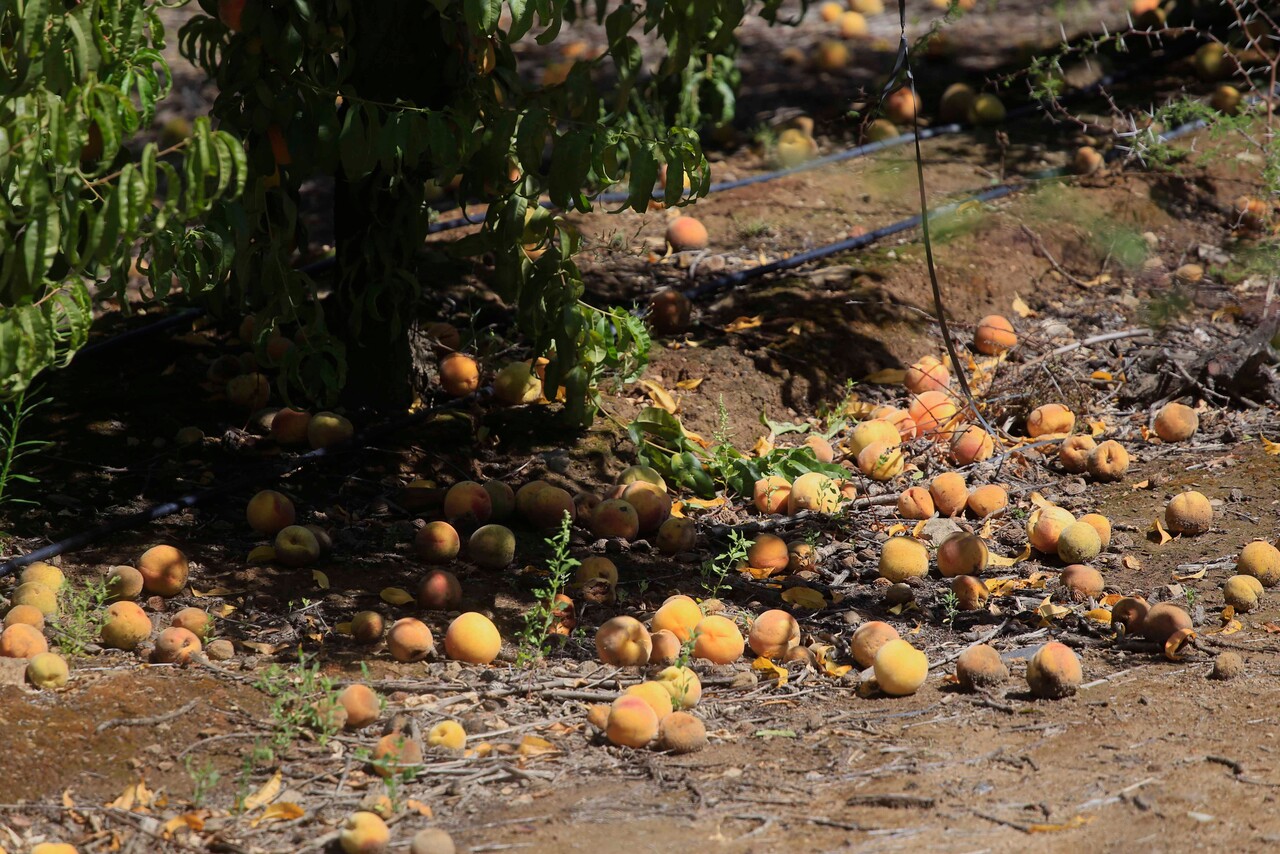 Gobierno decreta emergencia agrícola para regiones de O’Higgins y del Maule, y anuncia fondo de ayuda económica