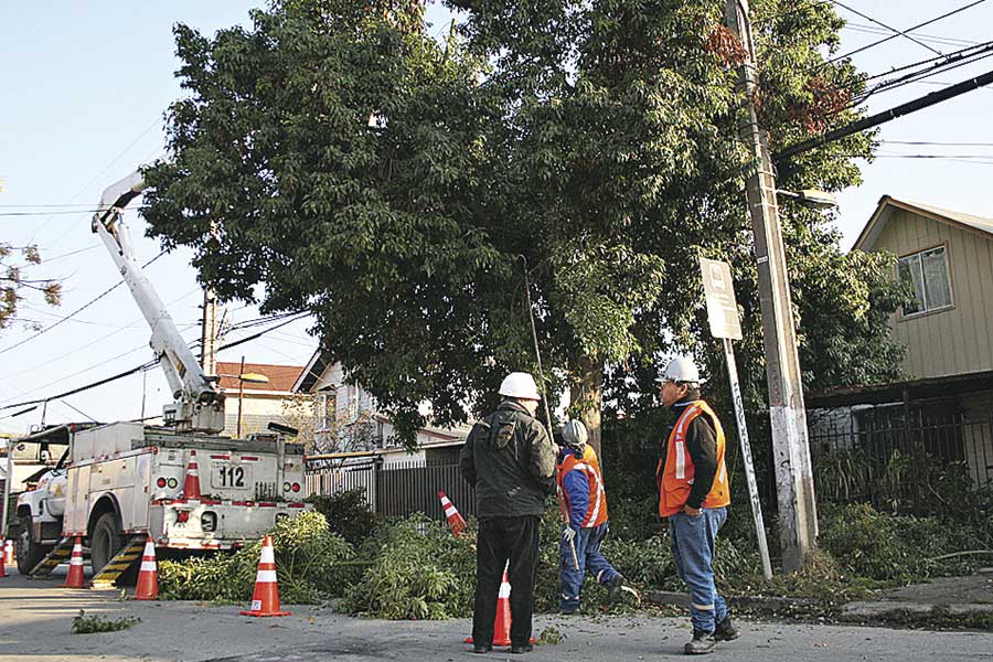 tendido eléctrico árboles