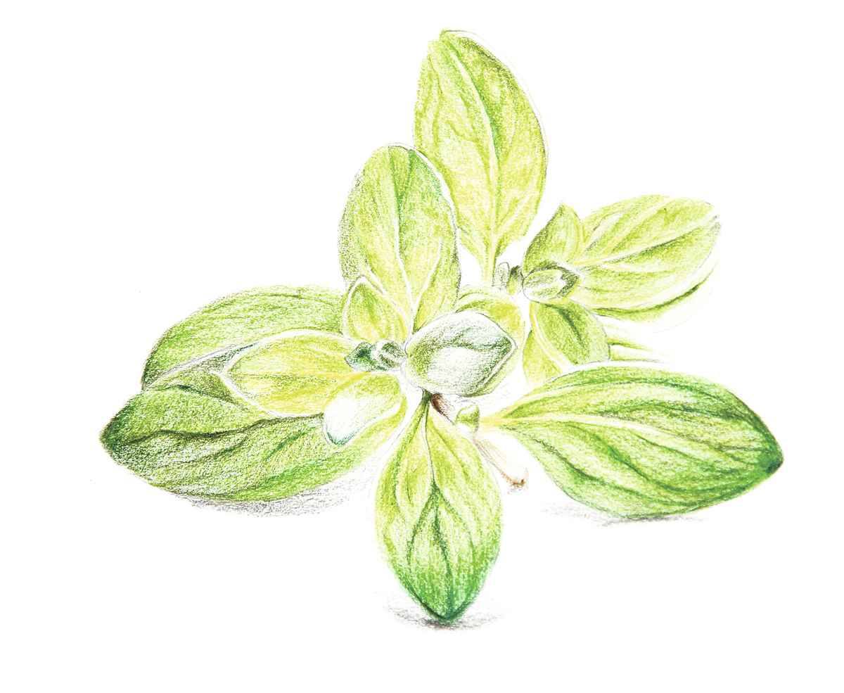 oregano-de-socoroma-2