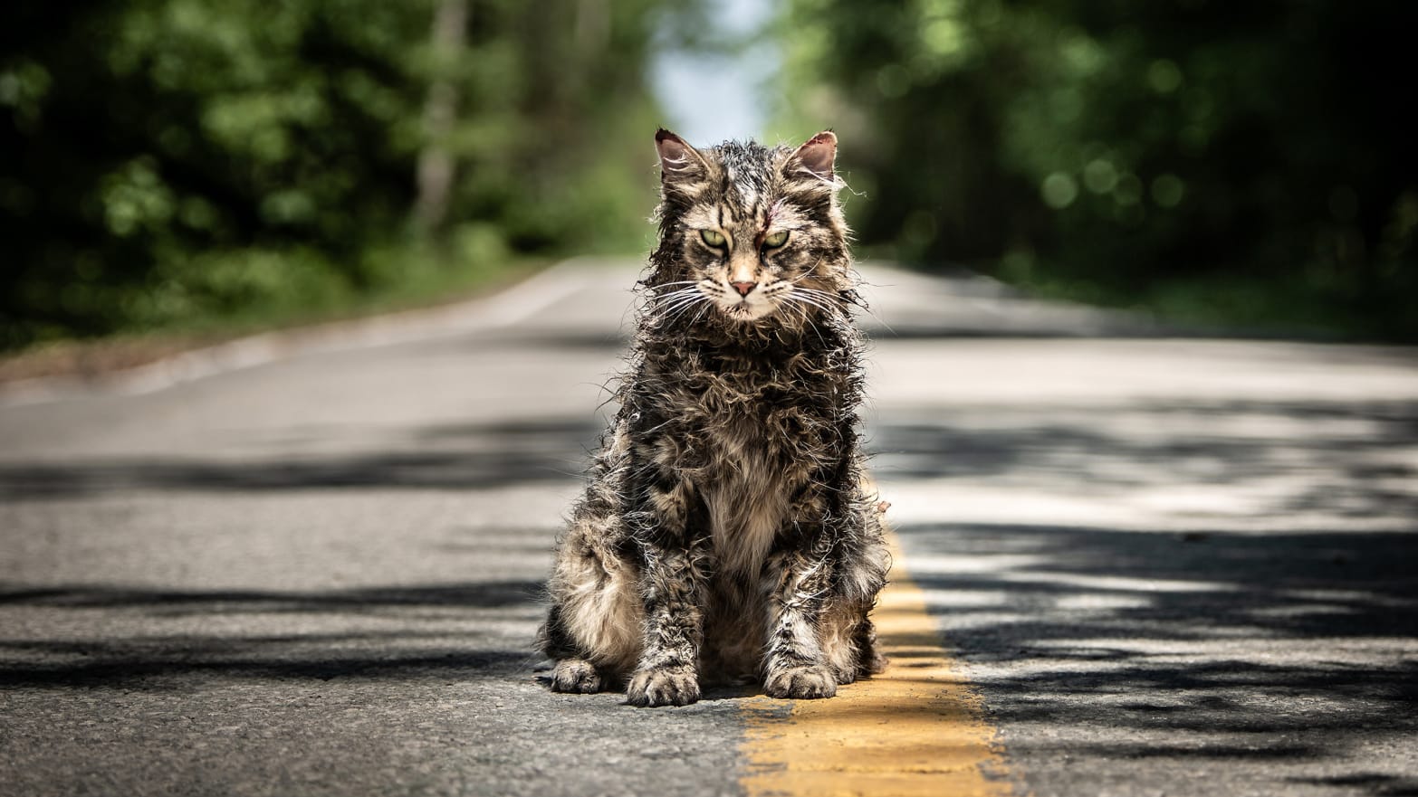 pet-sematary