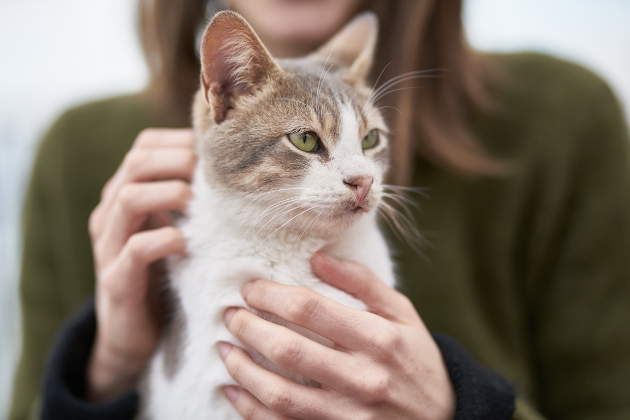 Cómo cuidar a los gatos del hongo brasileño - La Tercera