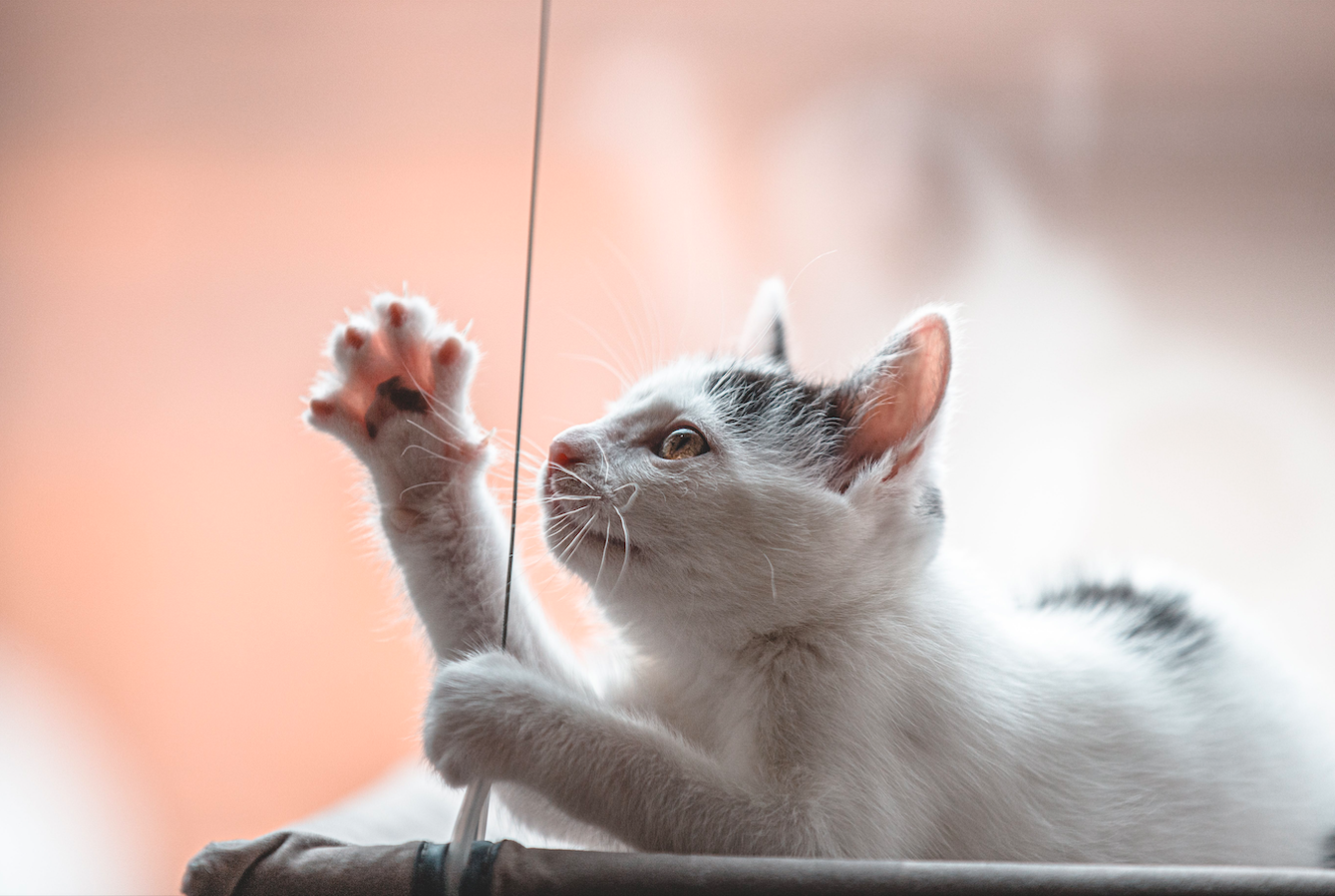 Cuáles son los peligros que hay en el hogar para los gatos - La Tercera