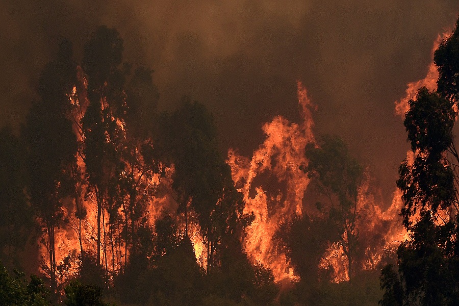 QUILPUE: Incendio forestal en Lago Peñuelas