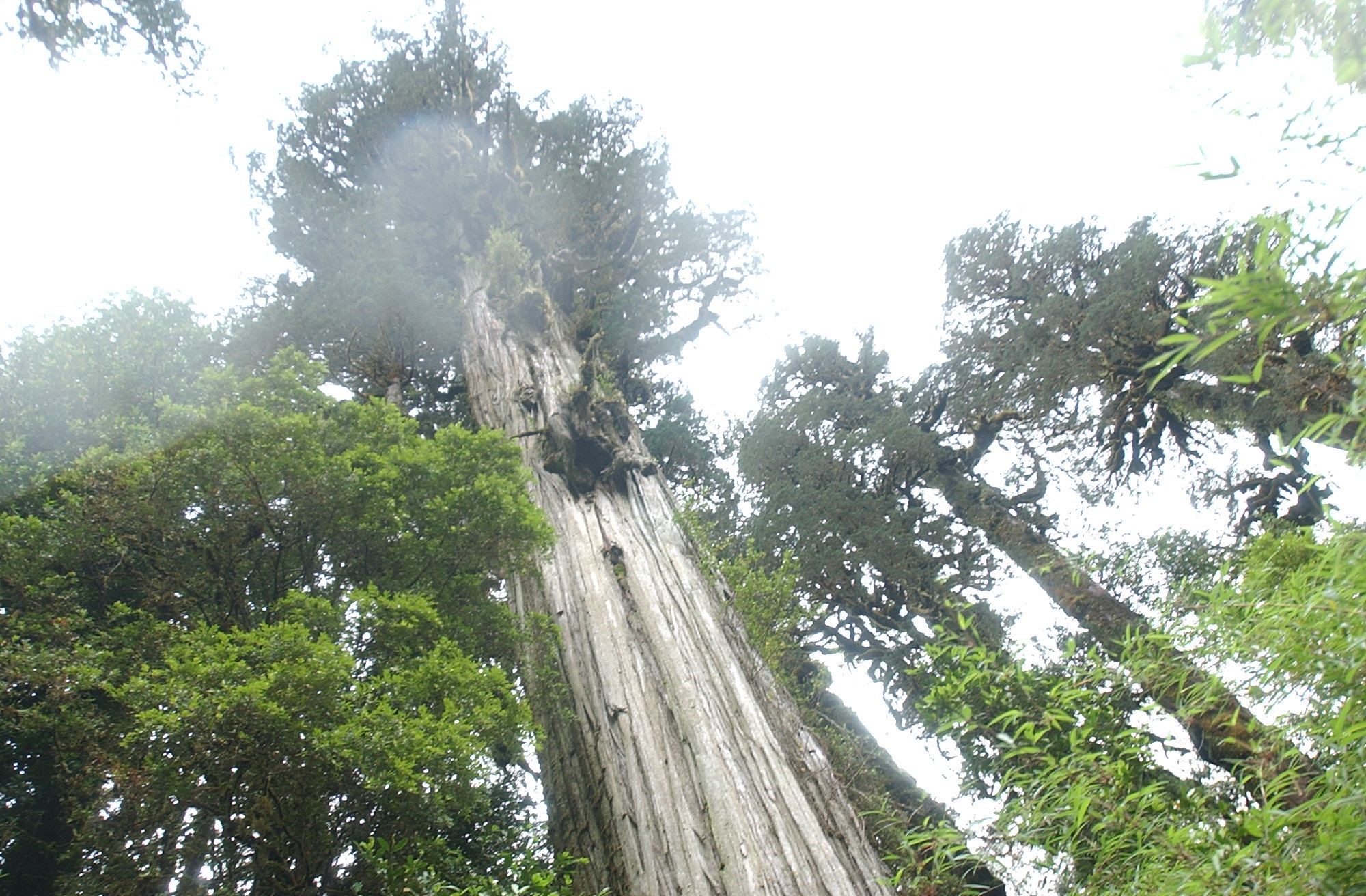 Alerce milenarios  en Parque  Pumalin