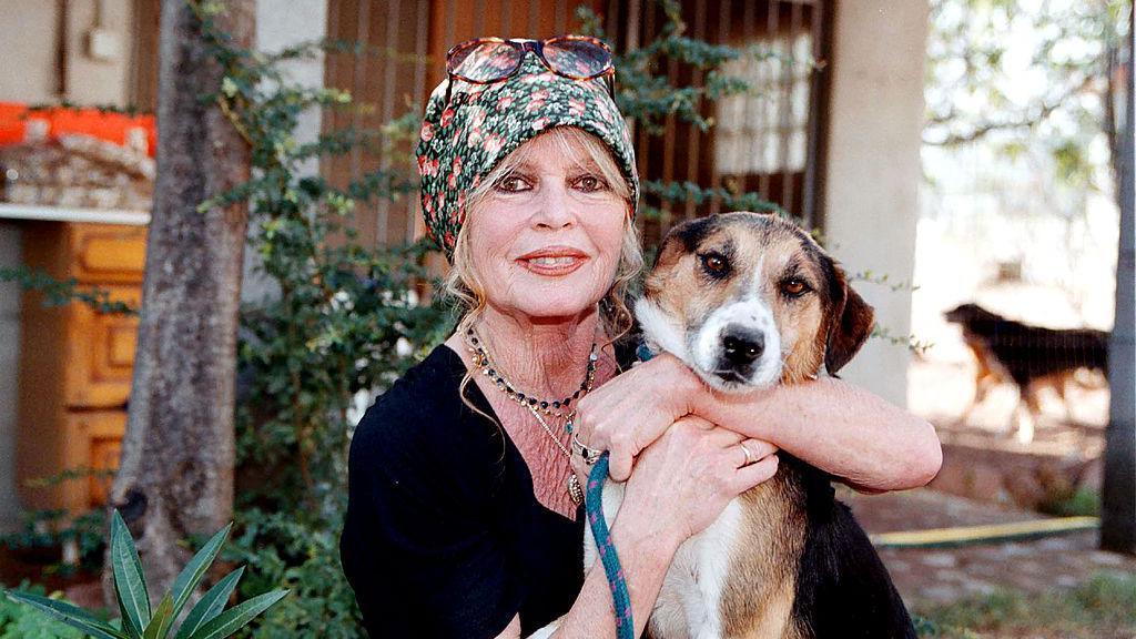 Muere a los 91 años Brigitte Bardot, el ícono del cine que abandonó su  carrera para dedicarse a los derechos de los animales | La Prensa Panamá