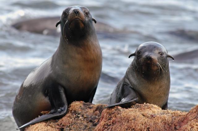 Colonia de lobos marinos se resiste al retroceso de su especie en México |  La Prensa Panamá