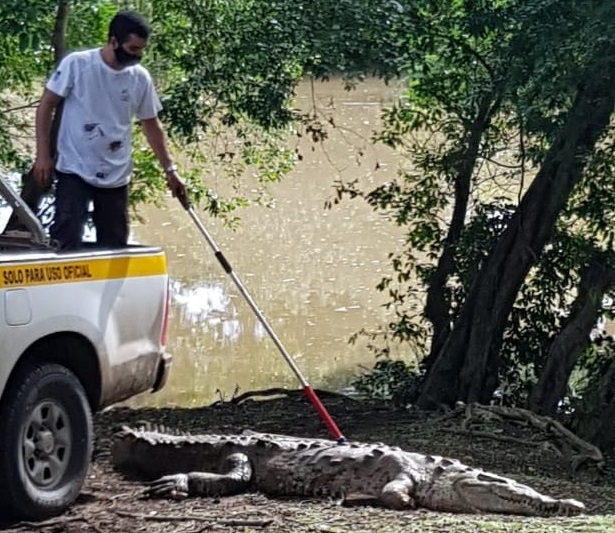 Rescatan especie de cocodrilo en peligro de extinción | La Prensa Panamá