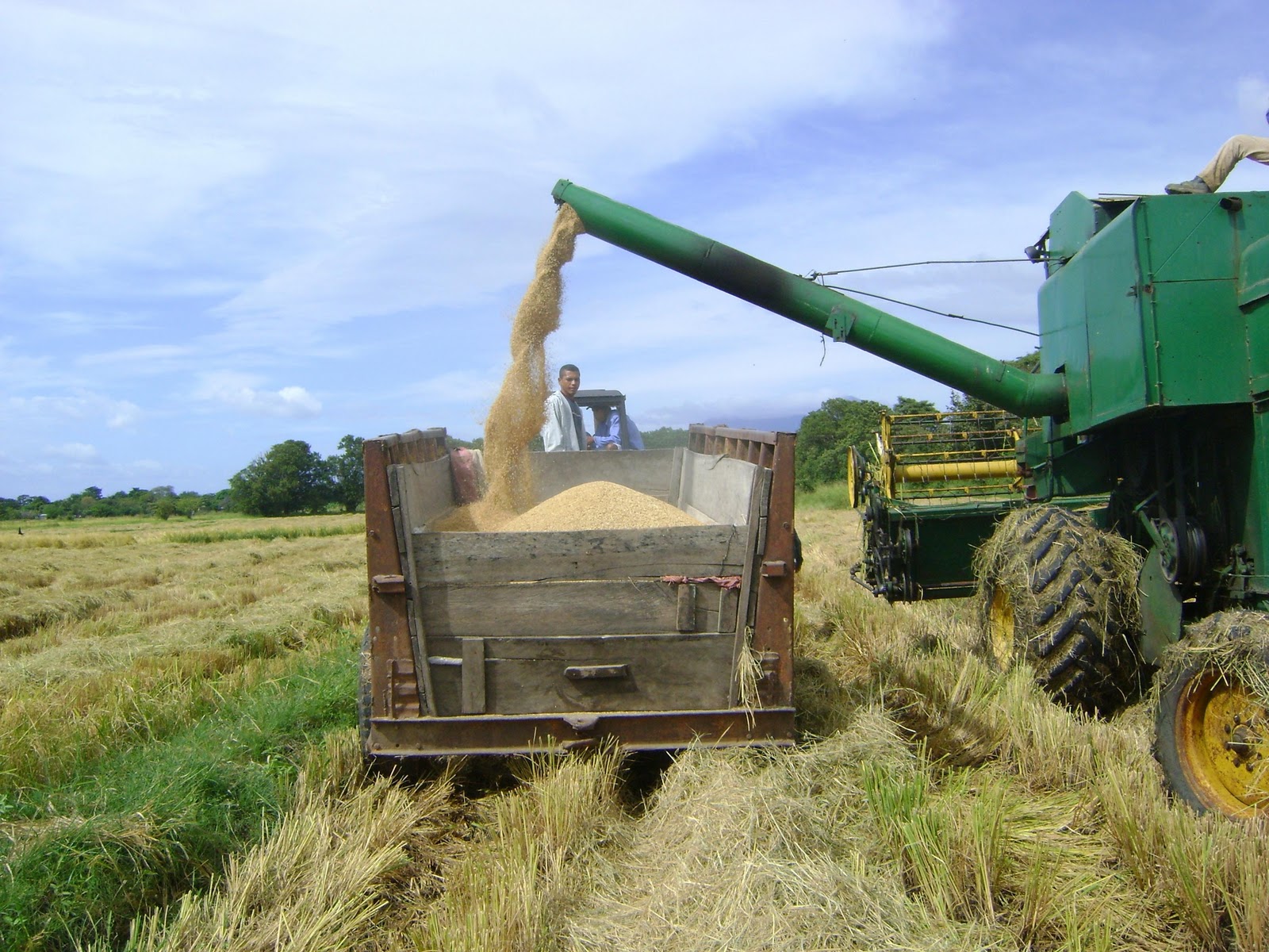 Arroz en Panamá: inventarios aseguran abastecimiento hasta octubre 2026, según productores