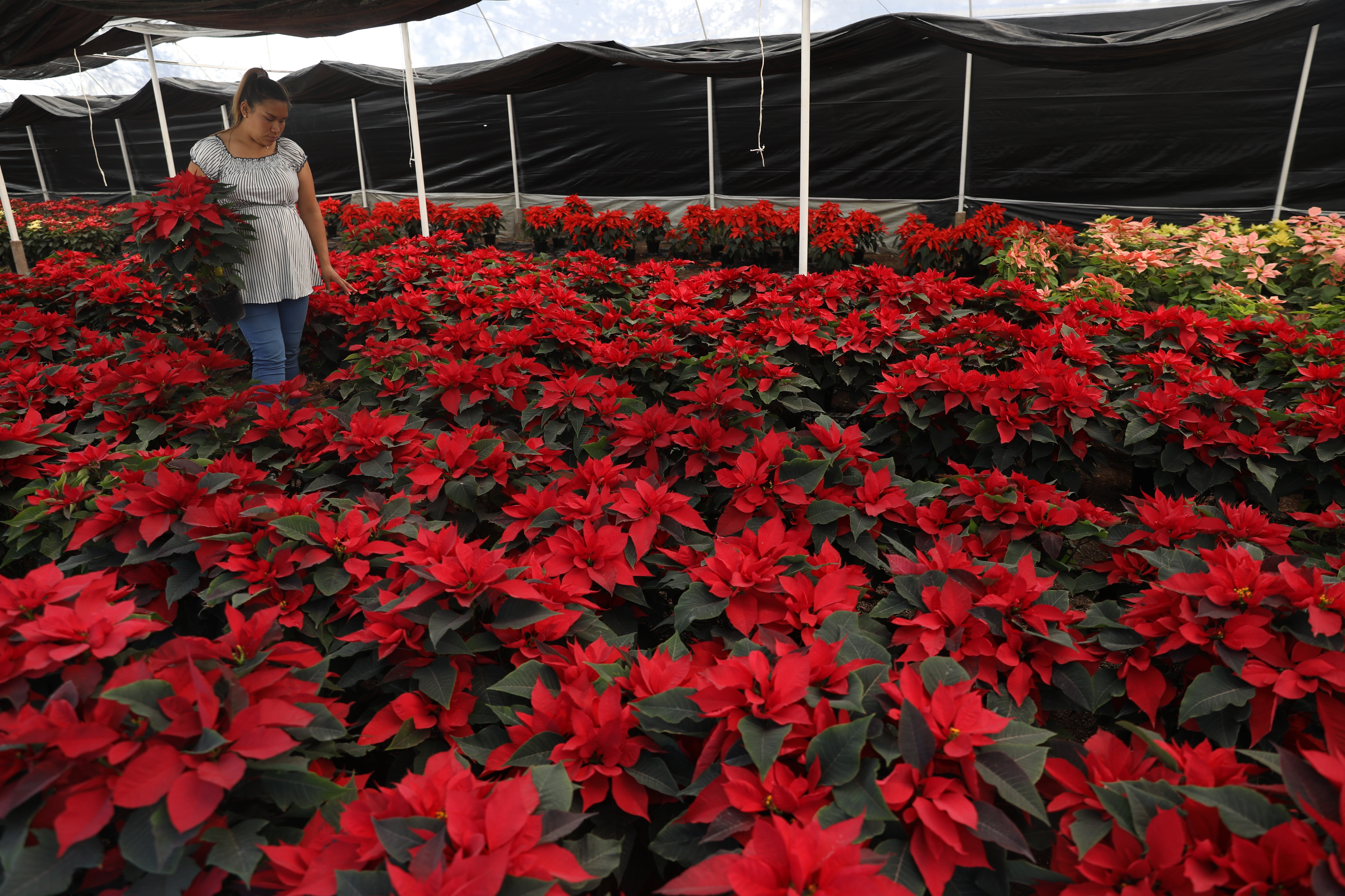 La flor de pascua embellecen todo