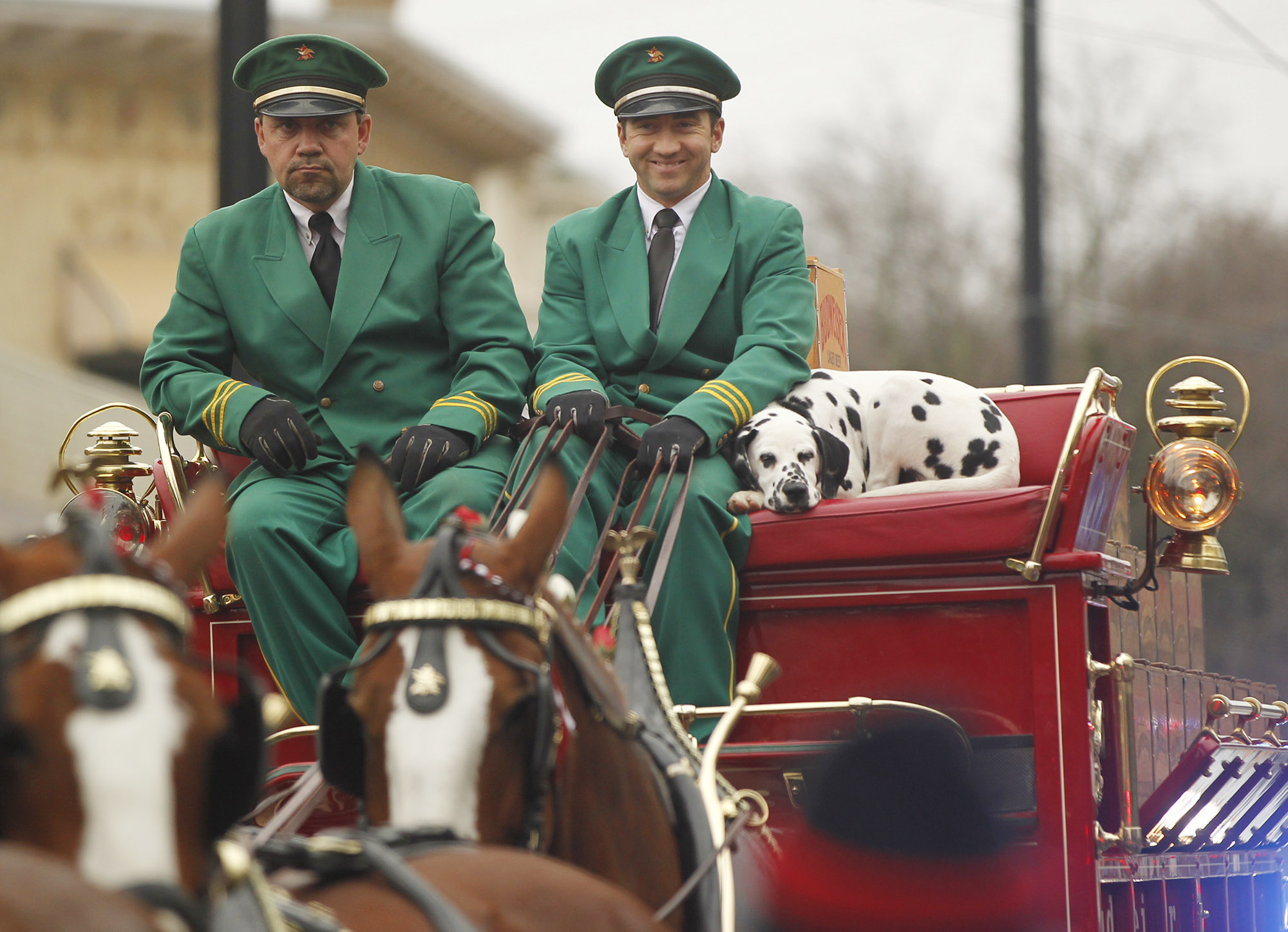 The Budweiser Clydesdale hitch team visited Dayton on Wednesday to deliver beer to several businesses on Brown Street. TY GREENLEES / STAFF